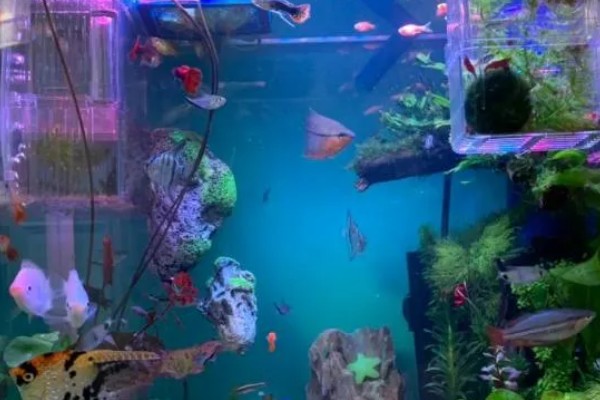 混养孔雀鱼要注意什么，混养品种的习性、体型等方面需接近孔雀鱼