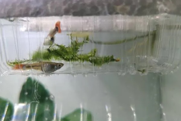 混养孔雀鱼要注意什么，混养品种的习性、体型等方面需接近孔雀鱼