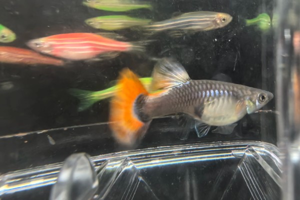 混养孔雀鱼要注意什么，混养品种的习性、体型等方面需接近孔雀鱼