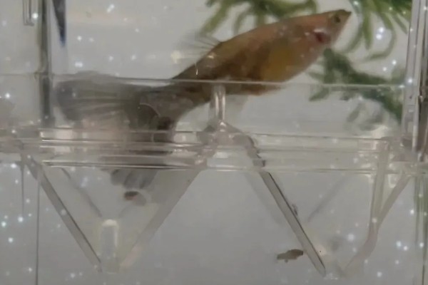 混养孔雀鱼要注意什么，混养品种的习性、体型等方面需接近孔雀鱼