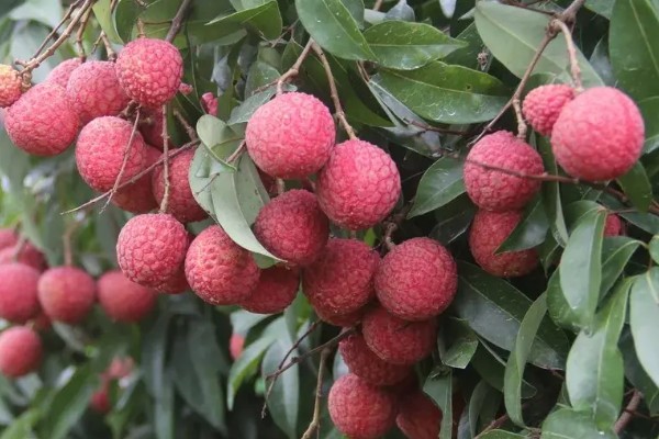 圆枝荔枝有何特点,平均单果重约25克