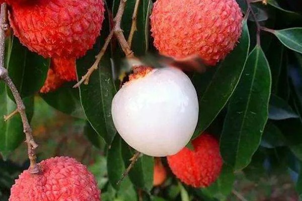 圆枝荔枝有何特点,平均单果重约25克