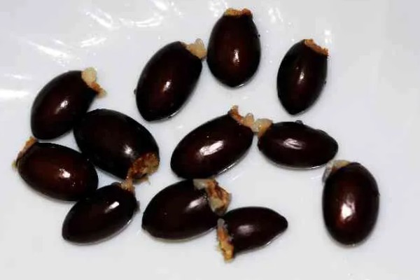 圆枝荔枝有何特点,平均单果重约25克