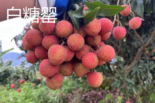 圆枝荔枝有何特点,平均单果重约25克