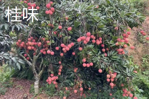 圆枝荔枝有何特点,平均单果重约25克