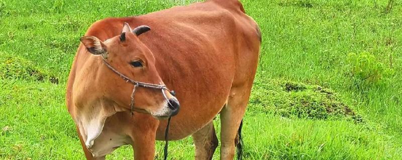 牛吃了塑料怎么治疗，灌服硫酸镁或硫酸钠溶液，促进塑料排出