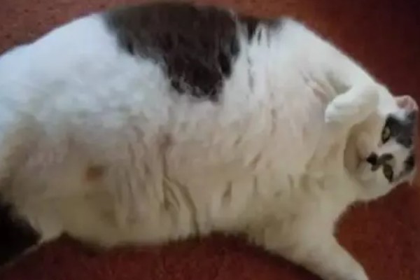 猫咪脂肪肝怎么预防,确保它正常进食是重中之重