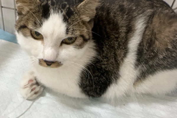 猫咪脂肪肝怎么预防,确保它正常进食是重中之重