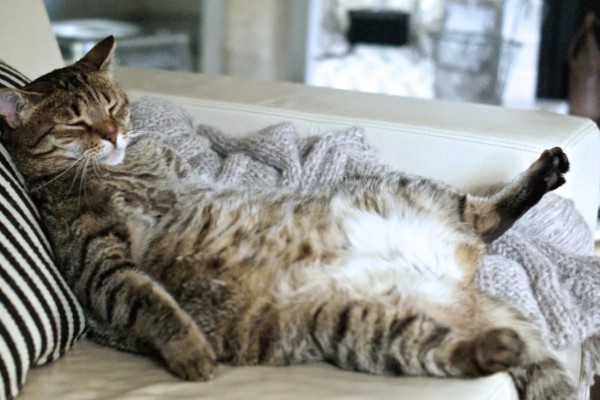 猫咪脂肪肝怎么预防,确保它正常进食是重中之重