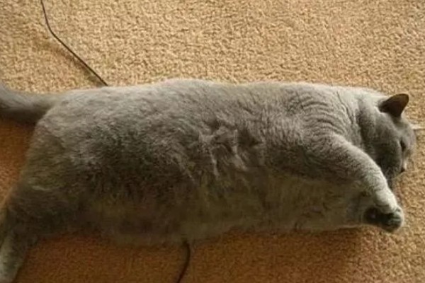 猫咪脂肪肝怎么预防,确保它正常进食是重中之重