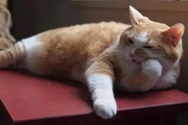 猫咪脂肪肝怎么预防,确保它正常进食是重中之重