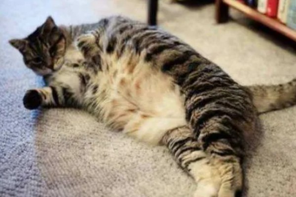 猫咪脂肪肝怎么预防,确保它正常进食是重中之重