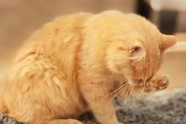 猫咪脂肪肝怎么预防,确保它正常进食是重中之重