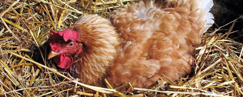 一只母鸡孵多少蛋，不要放入超过15枚鸡蛋