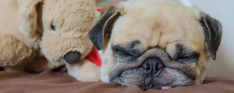 狗狗感冒如何预防,体质较弱的狗狗需要穿衣