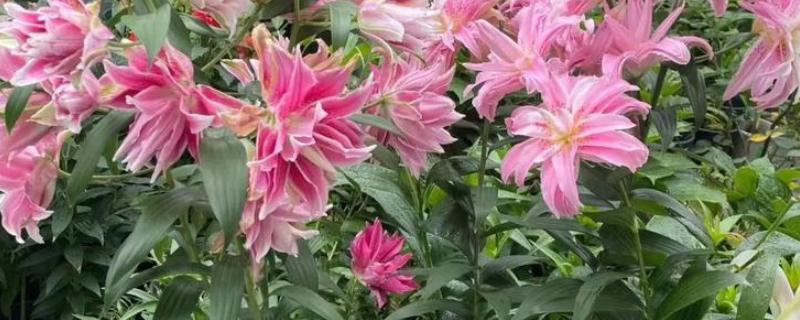 百合花不能放在哪里，卧室、餐桌上都不宜放置