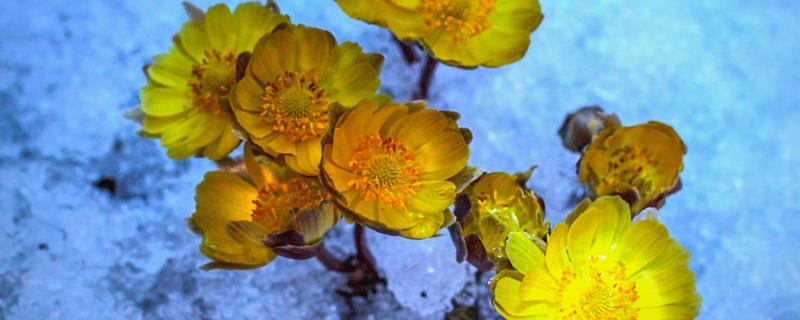 冰凌花的产地，多分布于东北各省、日本等地