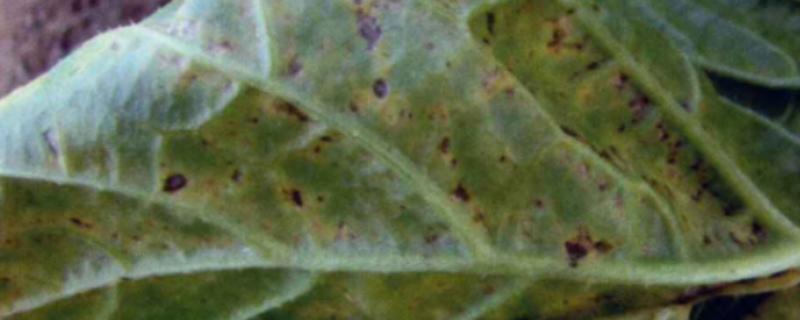 萝卜炭疽病的症状，发病部位会出现褐色小斑