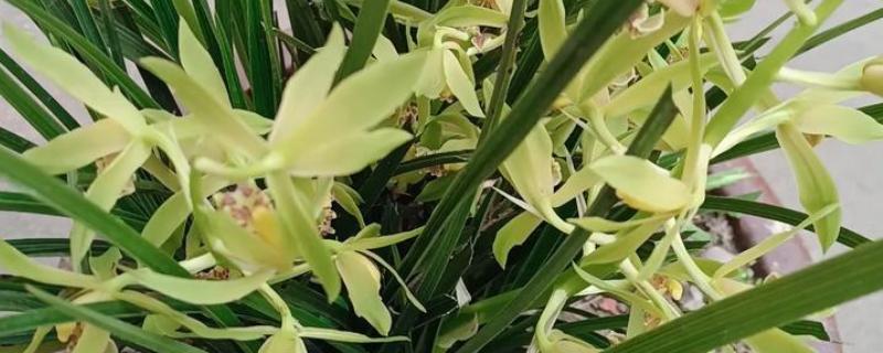 让兰花开放的方法，要让植株接受散射光照