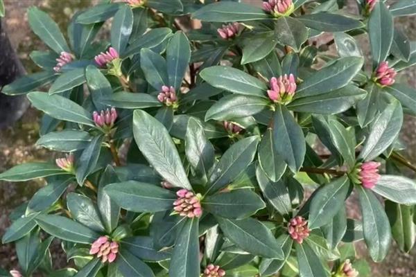 瑞香花期能不能施肥，追施肥料能让花色更鲜艳