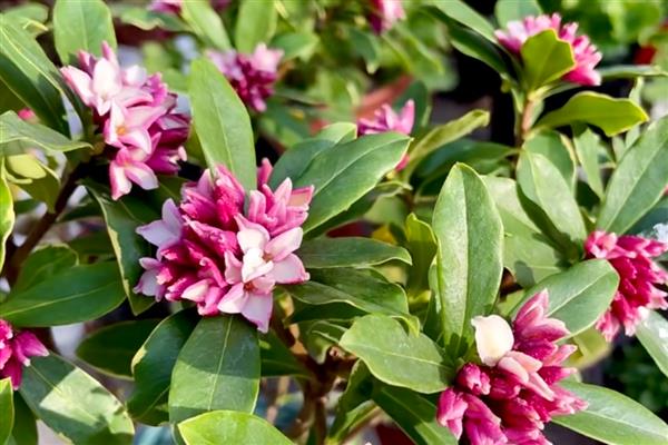 瑞香花期能不能施肥，追施肥料能让花色更鲜艳