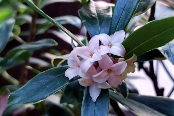 瑞香花期能不能施肥，追施肥料能让花色更鲜艳