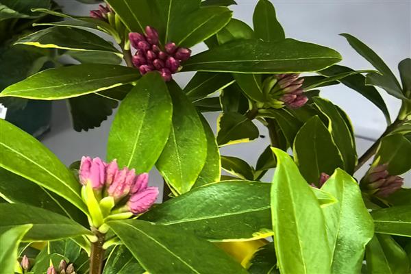 瑞香花期能不能施肥，追施肥料能让花色更鲜艳