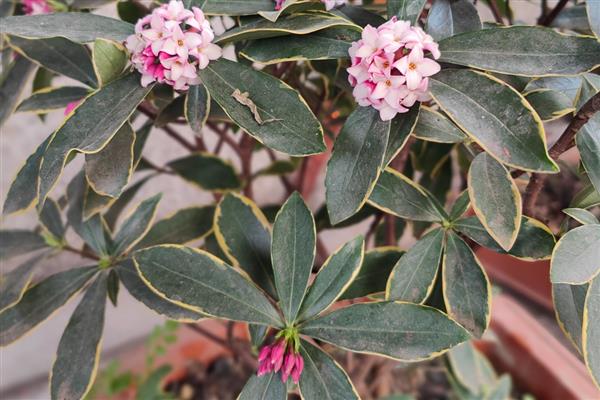 瑞香花期能不能施肥，追施肥料能让花色更鲜艳