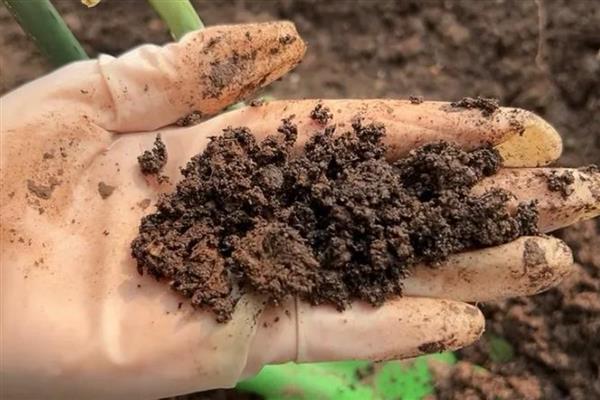 菊花盆栽方法,夏季高温时养在阴凉处