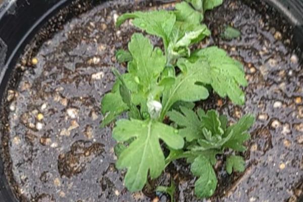 菊花盆栽方法,夏季高温时养在阴凉处