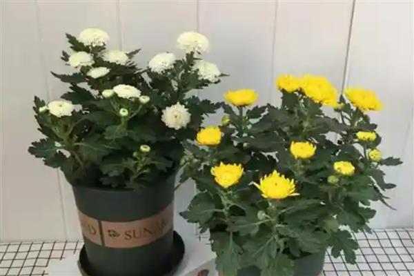 菊花盆栽方法,夏季高温时养在阴凉处