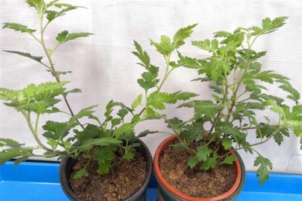 菊花盆栽方法,夏季高温时养在阴凉处