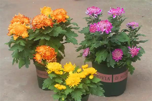 菊花盆栽方法,夏季高温时养在阴凉处