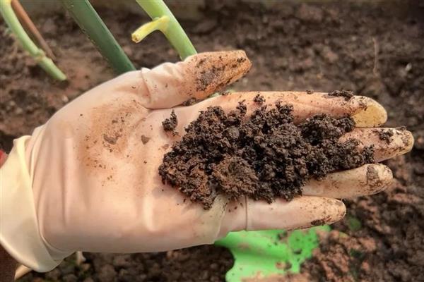 一叶兰怎么种植，生长旺期每天都要浇水