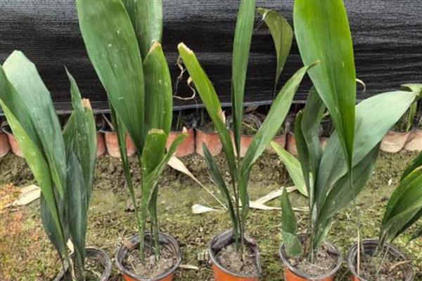 一叶兰怎么种植，生长旺期每天都要浇水