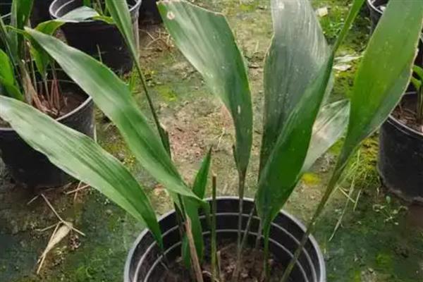 一叶兰怎么种植，生长旺期每天都要浇水