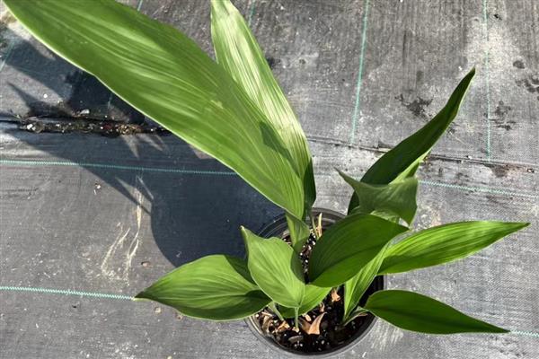 一叶兰怎么种植，生长旺期每天都要浇水