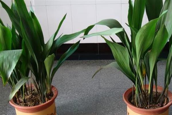 一叶兰怎么种植，生长旺期每天都要浇水