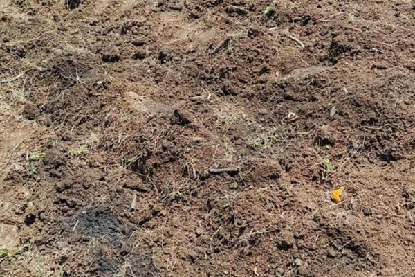 一叶兰怎么种植，生长旺期每天都要浇水