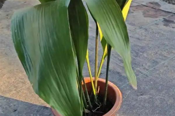 一叶兰怎么种植，生长旺期每天都要浇水