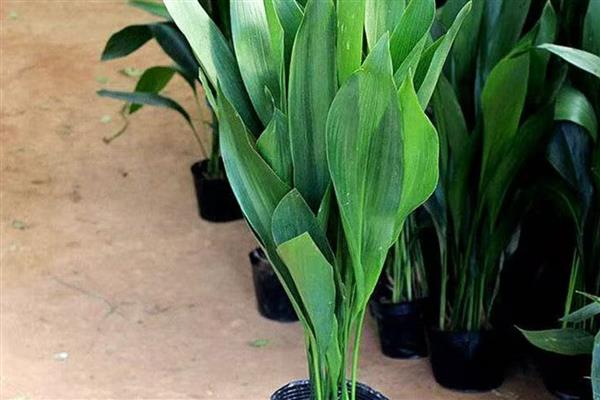 一叶兰怎么种植，生长旺期每天都要浇水