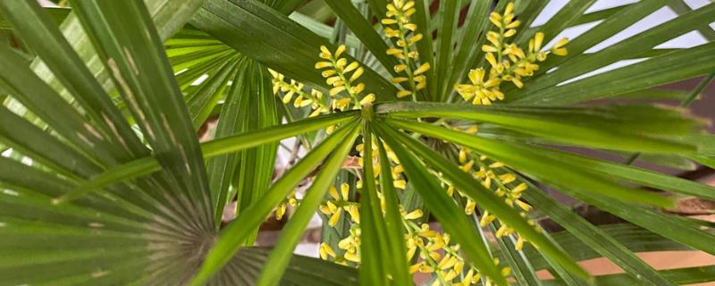 棕竹开花的寓意是什么，寓意吉祥、美好的事情即将来临等
