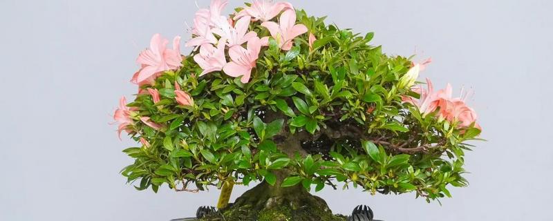 杜鹃花在几月换盆，春秋季均可进行