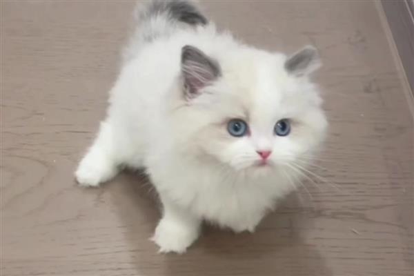 猫为什么会异常出血,主要有以下3个原因