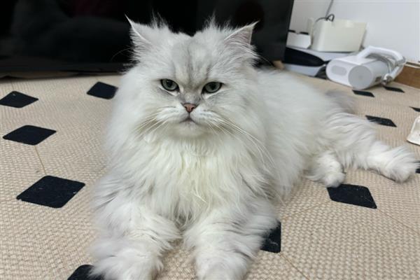 猫为什么会异常出血,主要有以下3个原因