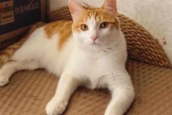 猫为什么会异常出血,主要有以下3个原因