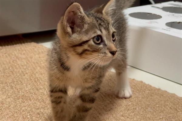 猫为什么会异常出血,主要有以下3个原因
