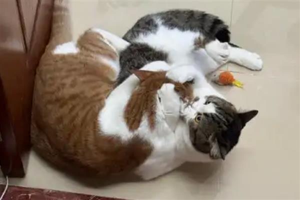 猫为什么会异常出血,主要有以下3个原因