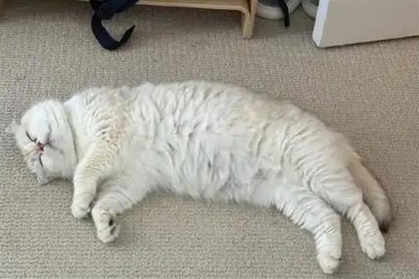 猫为什么会异常出血,主要有以下3个原因