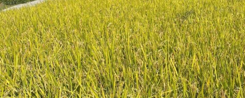 北坞公园何时收割水稻，一般为每年9-10月份